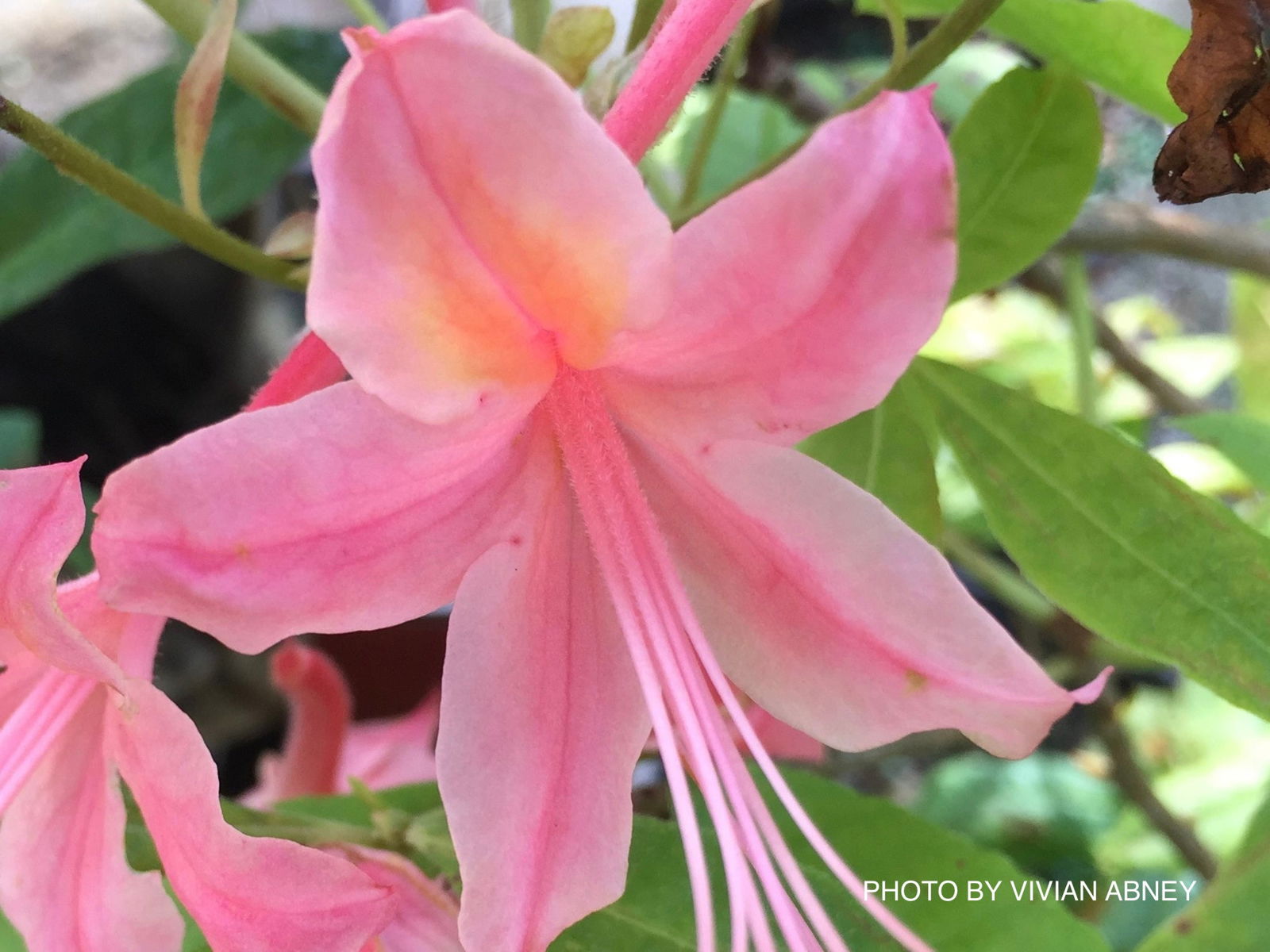 Azalea 'Patrick Thompson' Piedmont Azalea Native — Mr Maple │ Buy