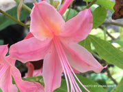 - Azalea 'Patrick Thompson' Piedmont Azalea Native - Mr Maple │ Buy Japanese Maple Trees
