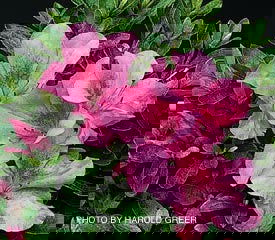 - Azalea 'Pearl Bradford' Rose Pink Evergreen Azalea - Mr Maple │ Buy Japanese Maple Trees