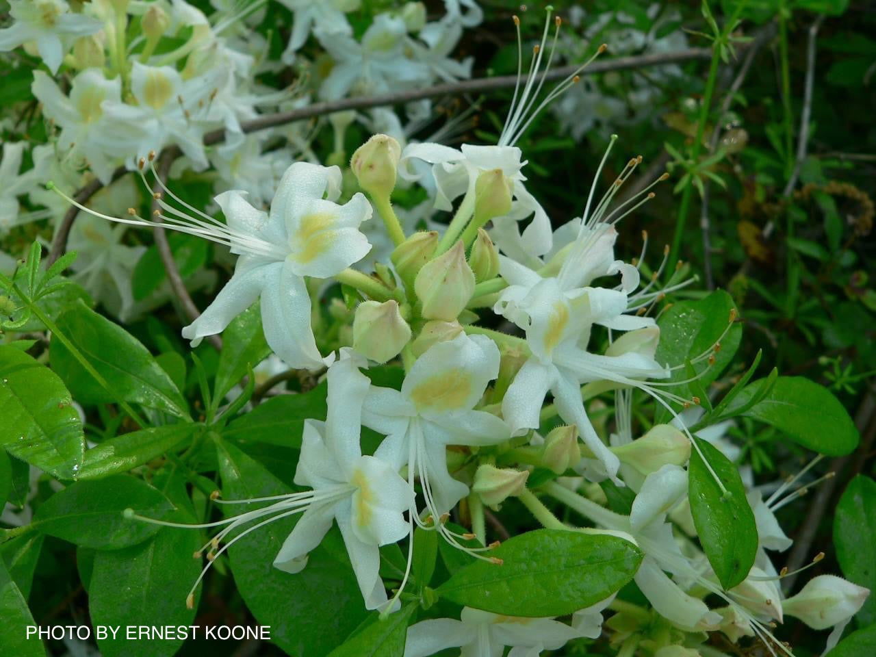Azalea 'Pete McNees' White Flowers Native Alabamense Azalea — Mr