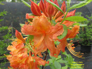 - Azalea 'Pierce Whiddon' Orange Native Azalea - Mr Maple │ Buy Japanese Maple Trees