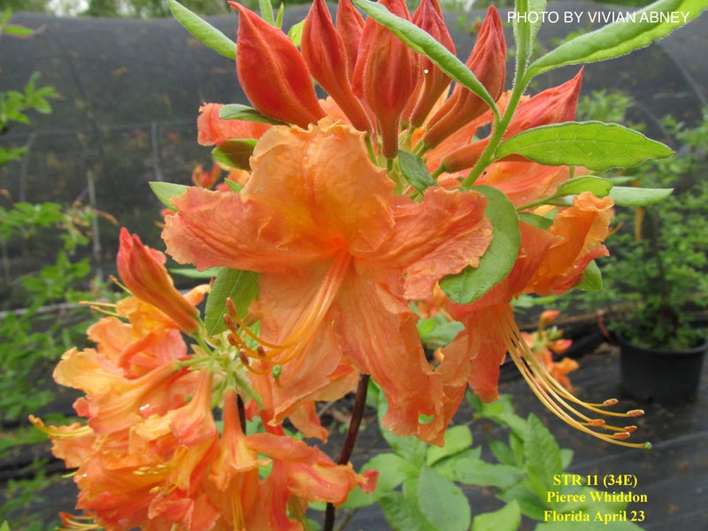 - Azalea 'Pierce Whiddon' Orange Native Azalea - Mr Maple │ Buy Japanese Maple Trees