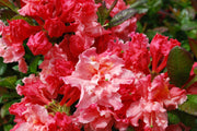 - Azalea 'Pink-A-Boo’ Pink Flowers Deciduous Azalea - Mr Maple │ Buy Japanese Maple Trees