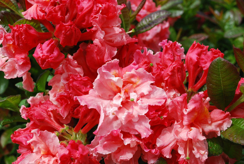 - Azalea 'Pink-A-Boo’ Pink Flowers Deciduous Azalea - Mr Maple │ Buy Japanese Maple Trees