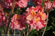 - Azalea 'Pink-A-Boo’ Pink Flowers Deciduous Azalea - Mr Maple │ Buy Japanese Maple Trees