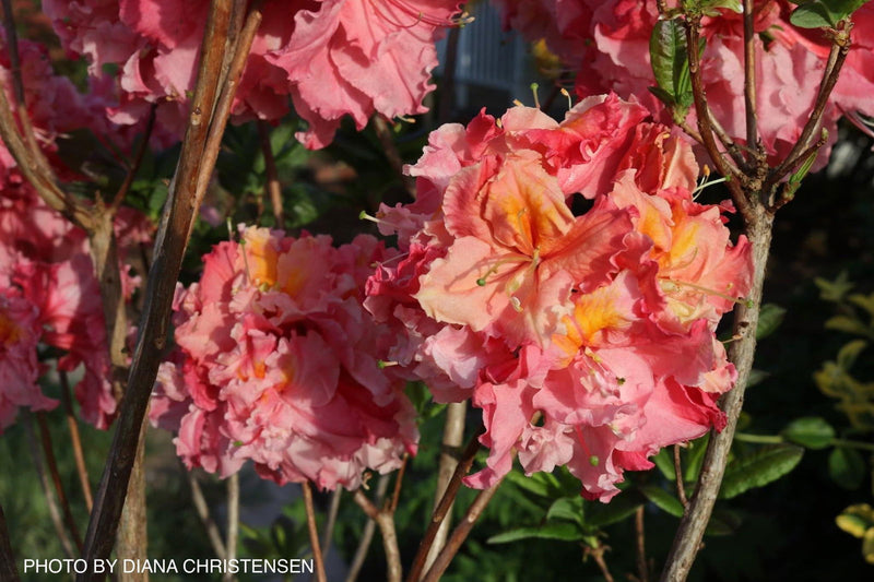 - Azalea 'Pink-A-Boo’ Pink Flowers Deciduous Azalea - Mr Maple │ Buy Japanese Maple Trees