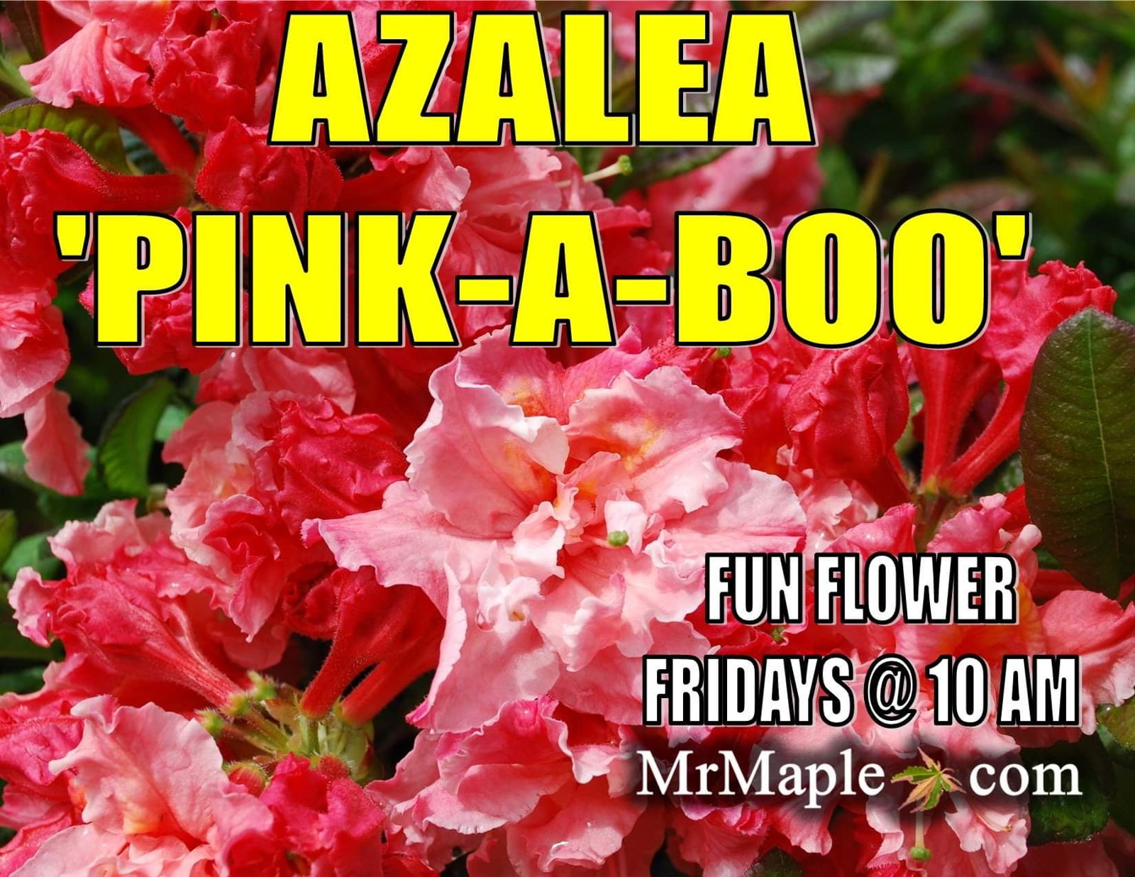 Buy Azalea 'Pink-A-Boo' Pink Flowers Deciduous Azalea — Mr Maple