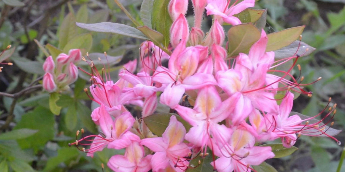 Buy Azalea 'Pink And Sweet' Pink Flowers Deciduous Azalea  Mr Maple  Buy  Japanese Maple Trees
