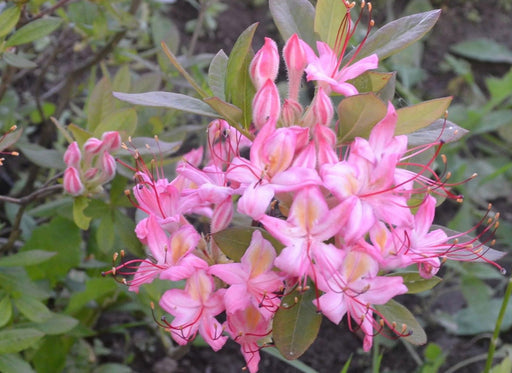 - Azalea 'Pink And Sweet’ Pink Flowers Deciduous Azalea - Mr Maple │ Buy Japanese Maple Trees