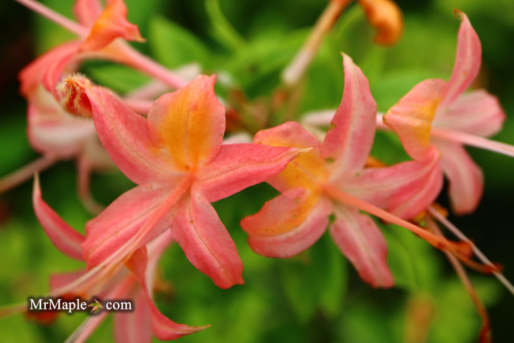 Buy Azalea 'George Wood Pink' Pink Native Azalea — Mr Maple │ Buy