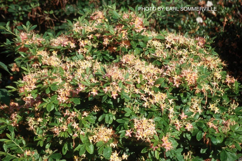 - Azalea ‘Pink Ember’ Pink Native Azalea - Mr Maple │ Buy Japanese Maple Trees