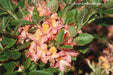 - Azalea ‘Pink Ember’ Pink Native Azalea - Mr Maple │ Buy Japanese Maple Trees