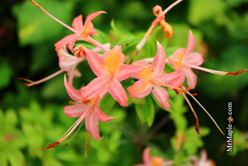 - Azalea ‘Pink Ember’ Pink Native Azalea - Mr Maple │ Buy Japanese Maple Trees
