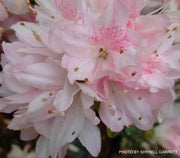 - Azalea 'Pink Pearl’ Pink Flowering Kurume Azalea - Mr Maple │ Buy Japanese Maple Trees