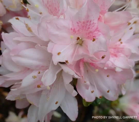 - Azalea 'Pink Pearl’ Pink Flowering Kurume Azalea - Mr Maple │ Buy Japanese Maple Trees
