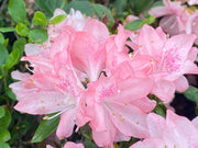 - Azalea 'Pink Pearl’ Pink Flowering Kurume Azalea - Mr Maple │ Buy Japanese Maple Trees