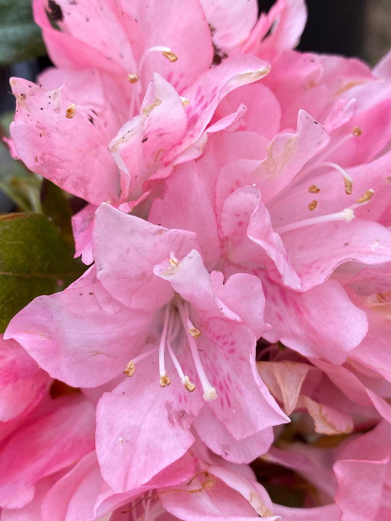 - Azalea 'Pink Pearl’ Pink Flowering Kurume Azalea - Mr Maple │ Buy Japanese Maple Trees