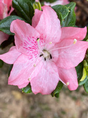 - Azalea 'Pink Pearl’ Pink Flowering Kurume Azalea - Mr Maple │ Buy Japanese Maple Trees