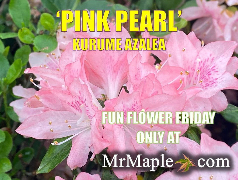 - Azalea 'Pink Pearl’ Pink Flowering Kurume Azalea - Mr Maple │ Buy Japanese Maple Trees