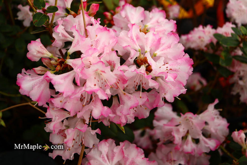 - Azalea 'Pink Pearl’ Pink Flowering Kurume Azalea - Mr Maple │ Buy Japanese Maple Trees
