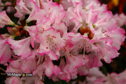 - Azalea 'Pink Pearl’ Pink Flowering Kurume Azalea - Mr Maple │ Buy Japanese Maple Trees