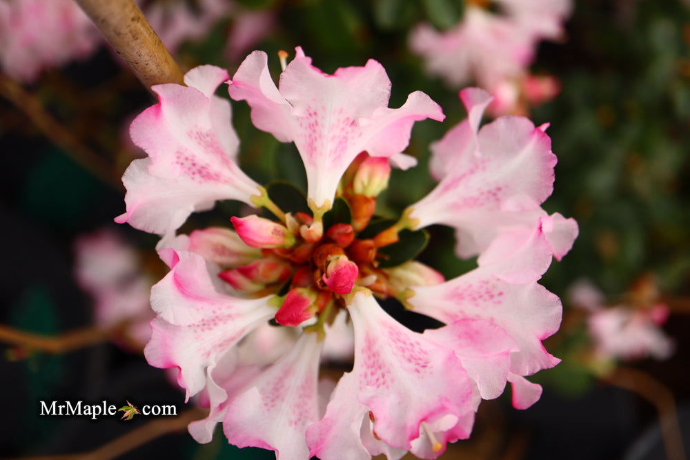 Buy Azalea 'Snow' White Flowering Kurume Azalea — Mr Maple │ Buy