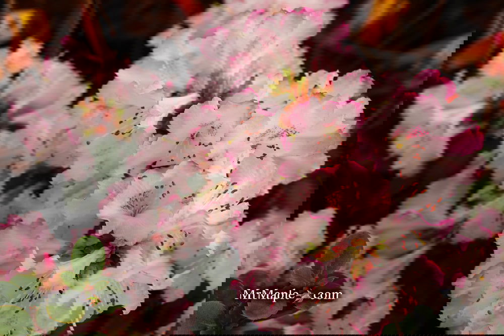 Buy Azalea 'Snow' White Flowering Kurume Azalea — Mr Maple │ Buy