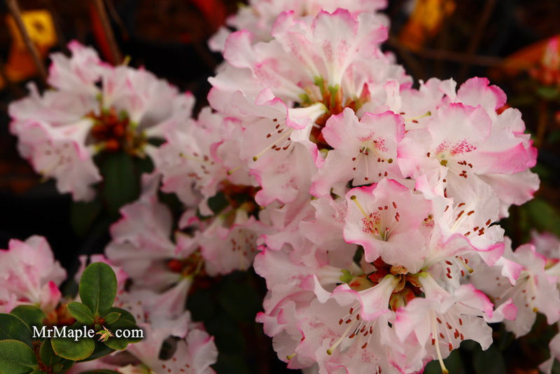 - Azalea 'Pink Pearl’ Pink Flowering Kurume Azalea - Mr Maple │ Buy Japanese Maple Trees