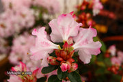 - Azalea 'Pink Pearl’ Pink Flowering Kurume Azalea - Mr Maple │ Buy Japanese Maple Trees