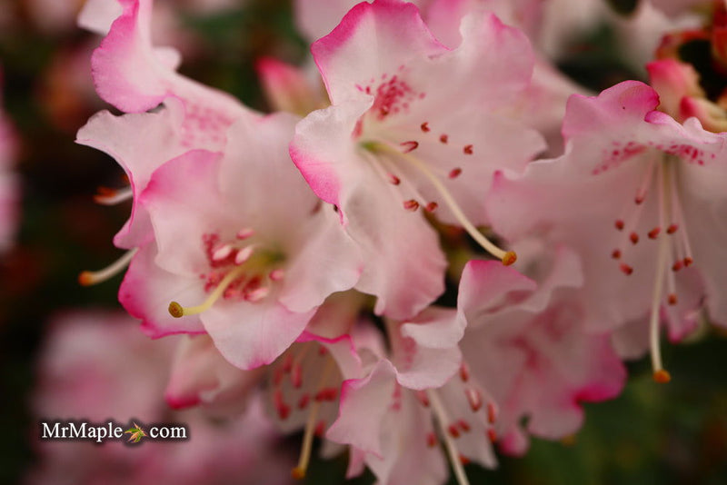 - Azalea 'Pink Pearl’ Pink Flowering Kurume Azalea - Mr Maple │ Buy Japanese Maple Trees