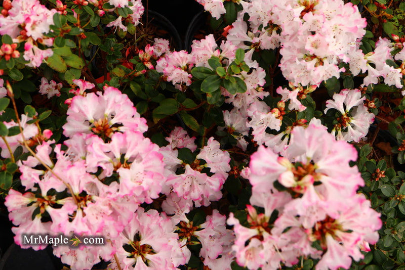- Azalea 'Pink Pearl’ Pink Flowering Kurume Azalea - Mr Maple │ Buy Japanese Maple Trees
