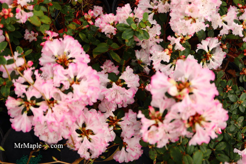 - Azalea 'Pink Pearl’ Pink Flowering Kurume Azalea - Mr Maple │ Buy Japanese Maple Trees