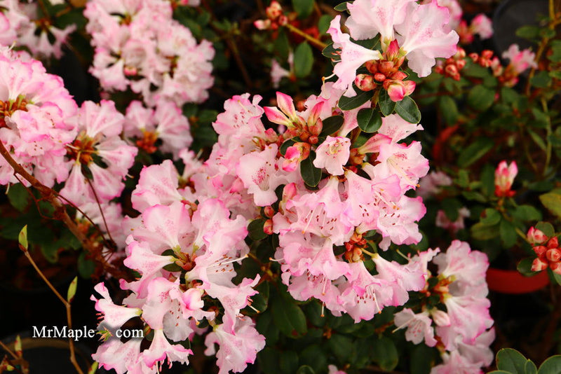 - Azalea 'Pink Pearl’ Pink Flowering Kurume Azalea - Mr Maple │ Buy Japanese Maple Trees