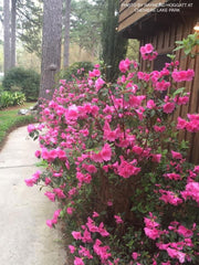 - Azalea 'Pink Ruffle’ Pink Flowering Rutherford Azalea - Mr Maple │ Buy Japanese Maple Trees