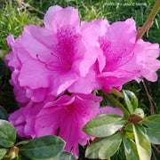 - Azalea 'Pink Ruffle’ Pink Flowering Rutherford Azalea - Mr Maple │ Buy Japanese Maple Trees