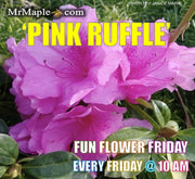 - Azalea 'Pink Ruffle’ Pink Flowering Rutherford Azalea - Mr Maple │ Buy Japanese Maple Trees