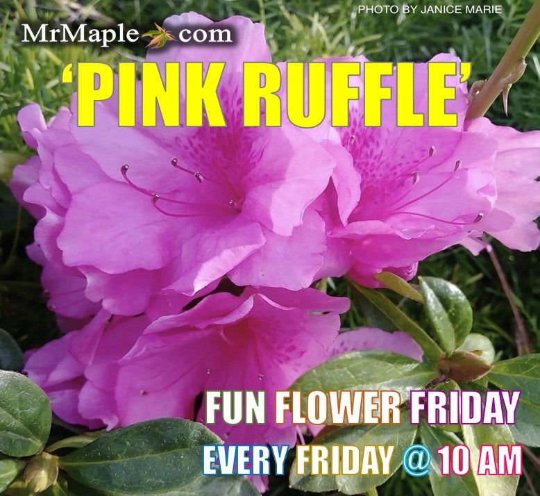 Azala Pink Ruffles Buy Azalea 'Pink Ruffle’ Pink Flowering Rutherford Azalea — Mr Maple ...