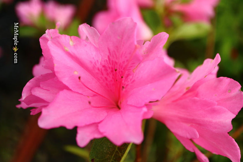 Azala Pink Ruffles Buy Azalea 'Pink Ruffle’ Pink Flowering Rutherford Azalea — Mr Maple ...