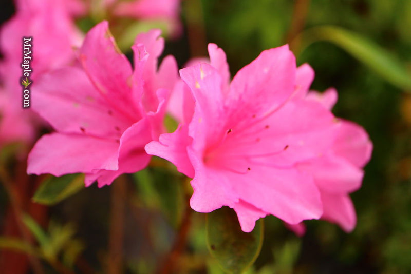 Azala Pink Ruffles Buy Azalea 'Pink Ruffle’ Pink Flowering Rutherford Azalea — Mr Maple ...