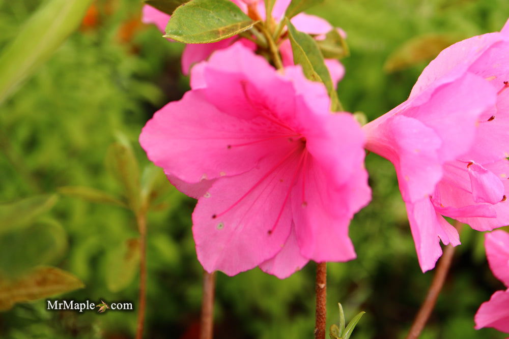 Azala Pink Ruffles Buy Azalea 'Pink Ruffle’ Pink Flowering Rutherford Azalea — Mr Maple ...