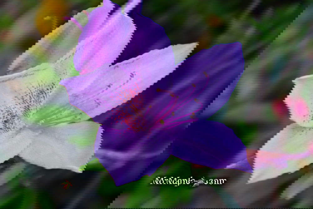 Buy Azalea poukhanense Purple Flowering Korean Azalea — Mr Maple