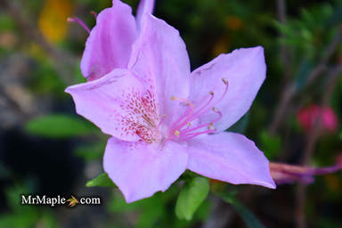 - Azalea 'Poukhanense' Purple Flowering Korean Azalea - Mr Maple │ Buy Japanese Maple Trees