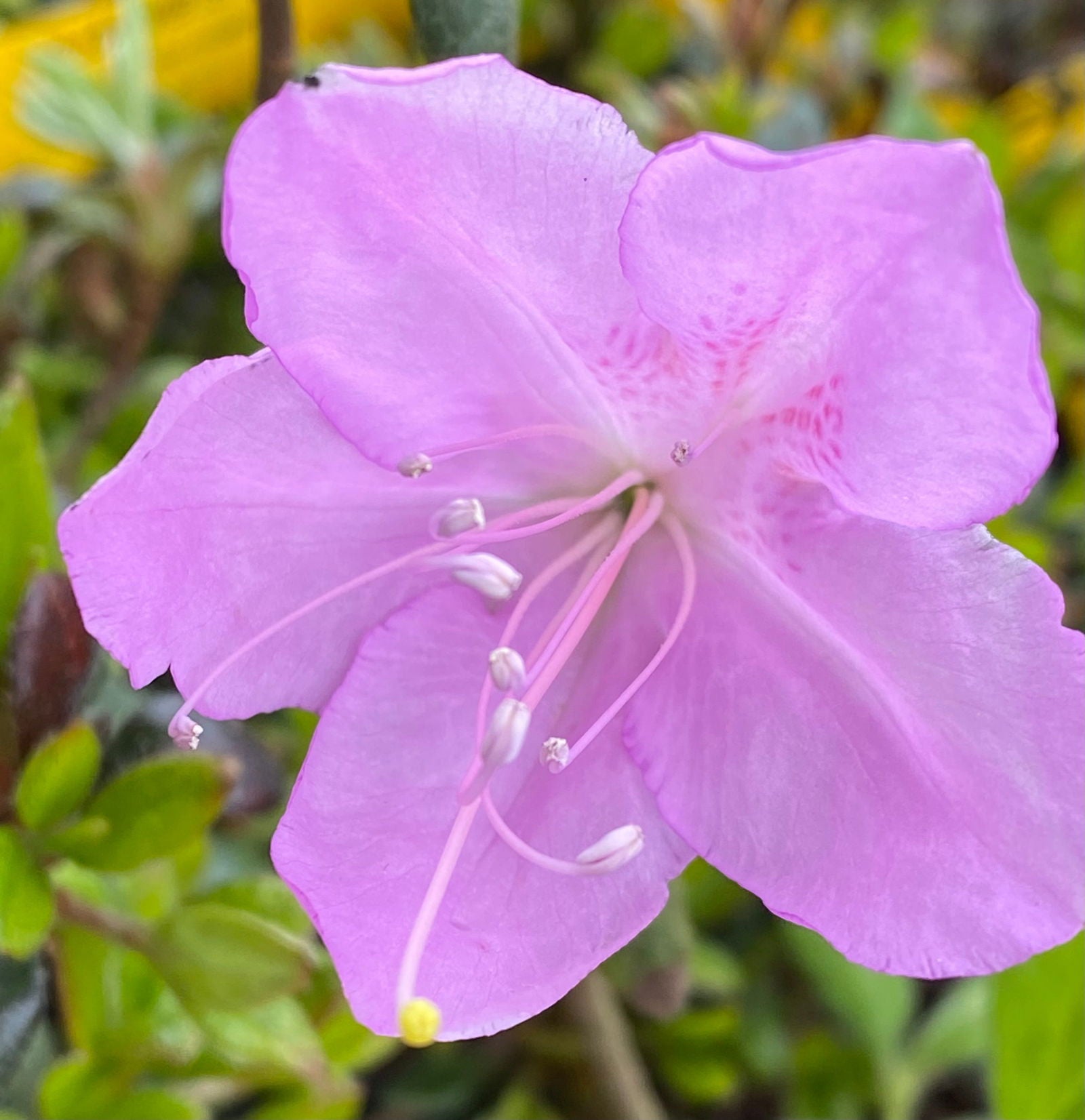Buy Azalea poukhanense Purple Flowering Korean Azalea — Mr Maple