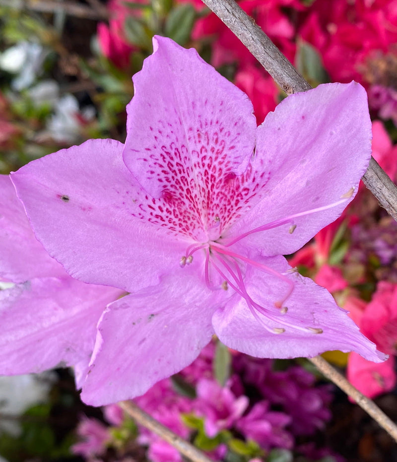 - Azalea 'Poukhanense' Purple Flowering Korean Azalea - Mr Maple │ Buy Japanese Maple Trees