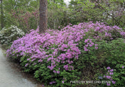 - Azalea 'Poukhanense' Purple Flowering Korean Azalea - Mr Maple │ Buy Japanese Maple Trees
