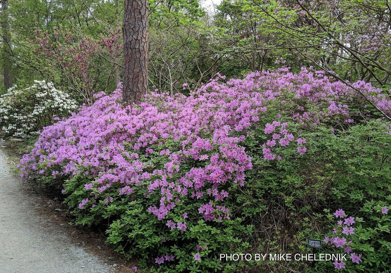 - Azalea 'Poukhanense' Purple Flowering Korean Azalea - Mr Maple │ Buy Japanese Maple Trees