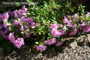- Azalea 'Poukhanense' Purple Flowering Korean Azalea - Mr Maple │ Buy Japanese Maple Trees