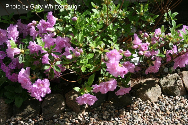 - Azalea 'Poukhanense' Purple Flowering Korean Azalea - Mr Maple │ Buy Japanese Maple Trees