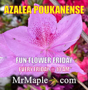 - Azalea 'Poukhanense' Purple Flowering Korean Azalea - Mr Maple │ Buy Japanese Maple Trees
