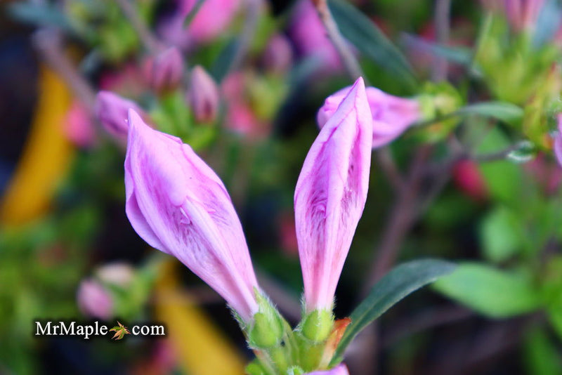 - Azalea 'Poukhanense' Purple Flowering Korean Azalea - Mr Maple │ Buy Japanese Maple Trees